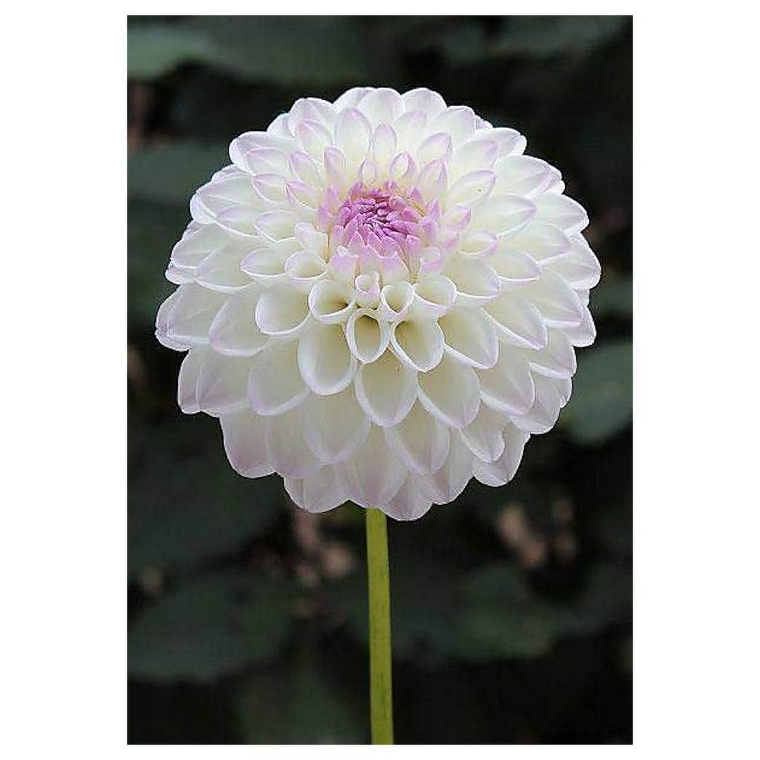 White Dalia Flower Flower Seeds for Home Garden Planting, Ornamental Organic Blooming Collection | Neera Seeds product photo [neera-v4-f57afccc99d085c0f15d]