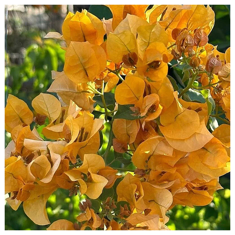 California Gold Bougainvillea Flower Seeds for Planting – Heirloom Non-GMO Seeds, High Germination Organic Garden B | Neera Seeds product photo [neera-v4-f57b012589a2f9363201]