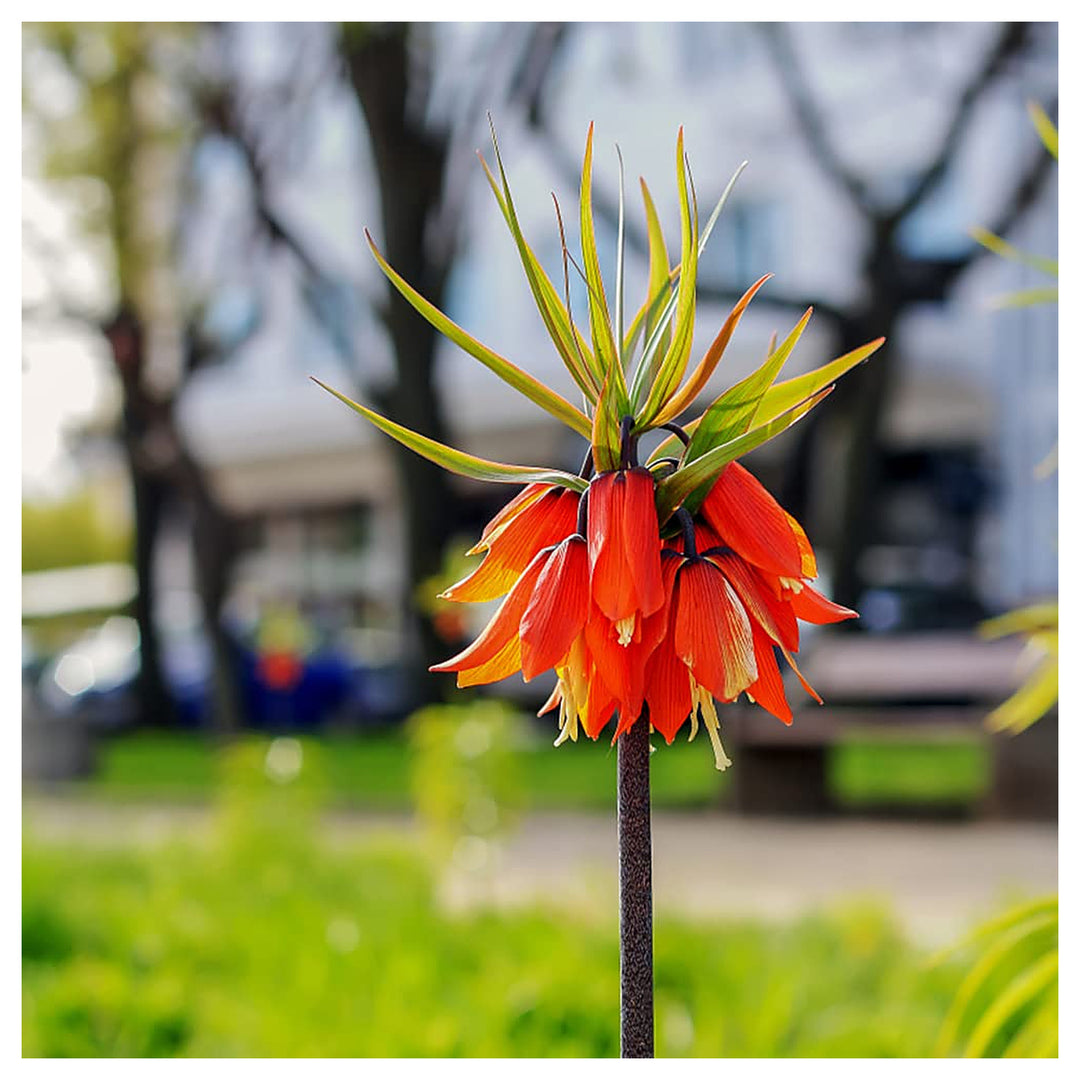 Fritillaria Imperialis For Planting Fritillaria Imperialis For Flower Beds And Spring Gardens | Neera Seeds product photo [neera-v4-f58dbb636f2bf8420c28]