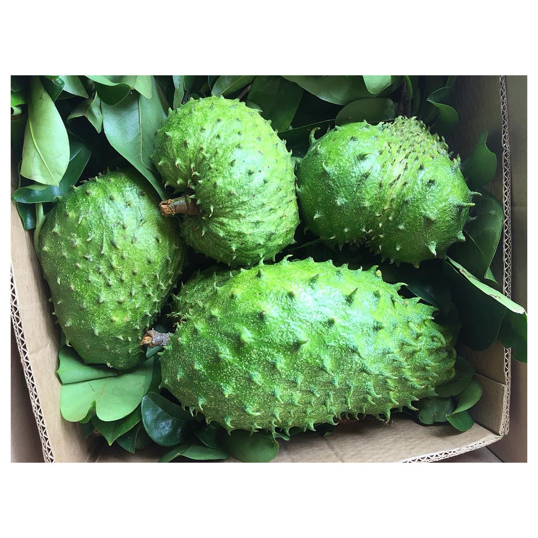 Soursop Fruit For Planting Flower Seeds for Home Garden Planting, Blooming Organic Blooming | Neera Seeds product photo [neera-v4-f599dc17185944a151b1]