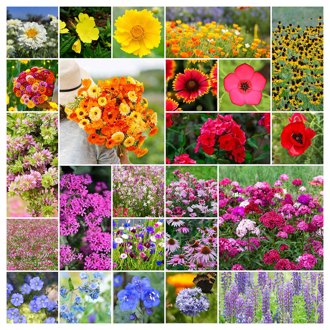 Wildflower Mix Florida Mix Perennials Annuals Flower Types Non Gmo Heirloom Flower Seeds Home | Neera Seeds product photo [neera-v4-f59c5b10075679ddafee]
