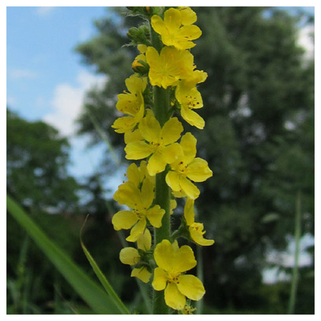 Heirloom Non-GMO Agrimonia Flower Seeds for Planting – Medicinal Wildflower Blooms | High Germination | Neera Seeds product photo [neera-v4-f5a2827517942e4ad046]