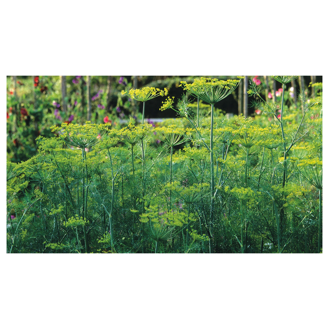 Dill Compact Perfect Indoor And Balcony Crops Home Garden Flower Seeds Home Garden | Neera Seeds product photo [neera-v4-f5c500913000cf216f81]