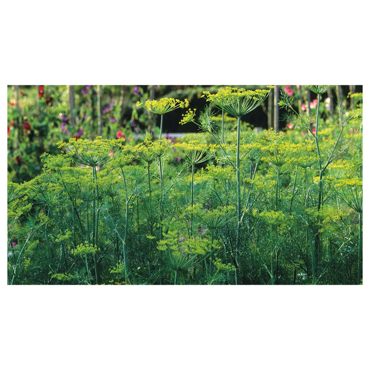 Dill Compact Perfect Indoor And Balcony Crops Home Garden Flower Seeds Home Garden | Neera Seeds product photo [neera-v4-f5c500913000cf216f81]