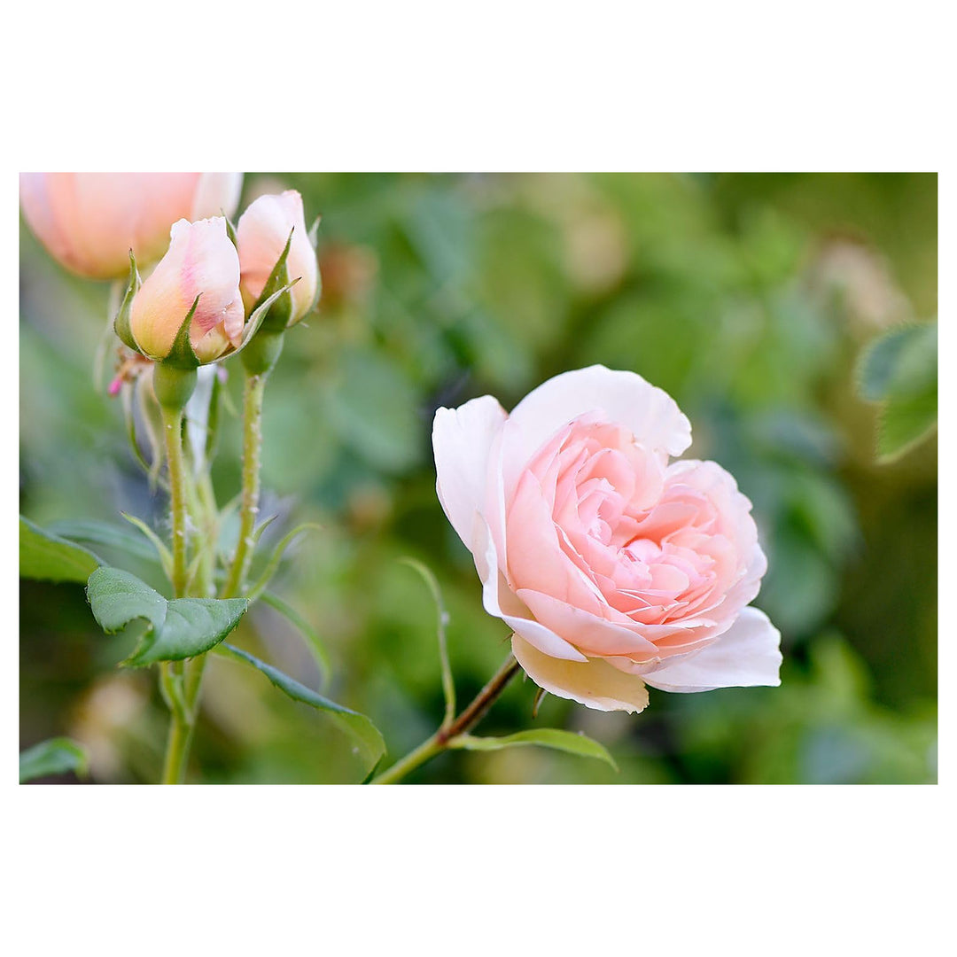 Peach Rose Flower Seeds for Planting – Heirloom Non-GMO Garden Seeds | Neera Seeds product photo [neera-v4-f5cb69ccfee468560a0c]
