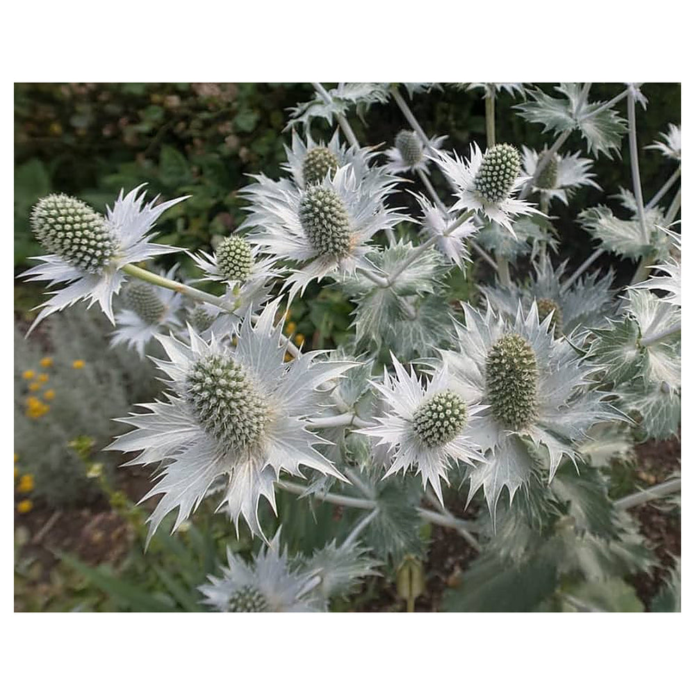 Heirloom Non-GMO Silver Holly Flower Seeds for Winter Gardens and Decorative Landscaping | Neera Seeds product photo [neera-v4-f5dc0cd31b23564e73b2]
