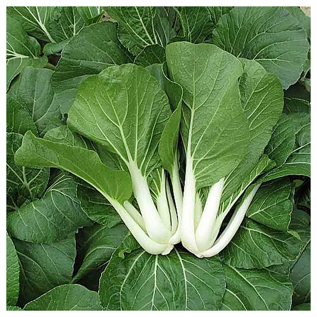 Sea Green Choi Bok Choy Seeds for Planting – Heirloom, Non-GMO, Organic Garden Seeds, High Germination | Neera Seeds product photo [neera-v4-f5df3f5fa00f7035fe0a]