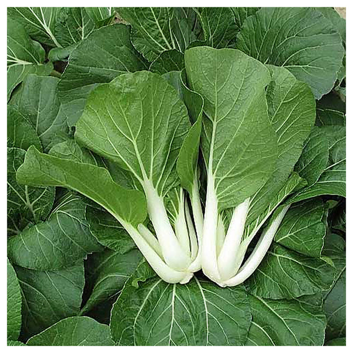Sea Green Choi Bok Choy Seeds for Planting – Heirloom, Non-GMO, Organic Garden Seeds, High Germination | Neera Seeds product photo [neera-v4-f5df3f5fa00f7035fe0a]