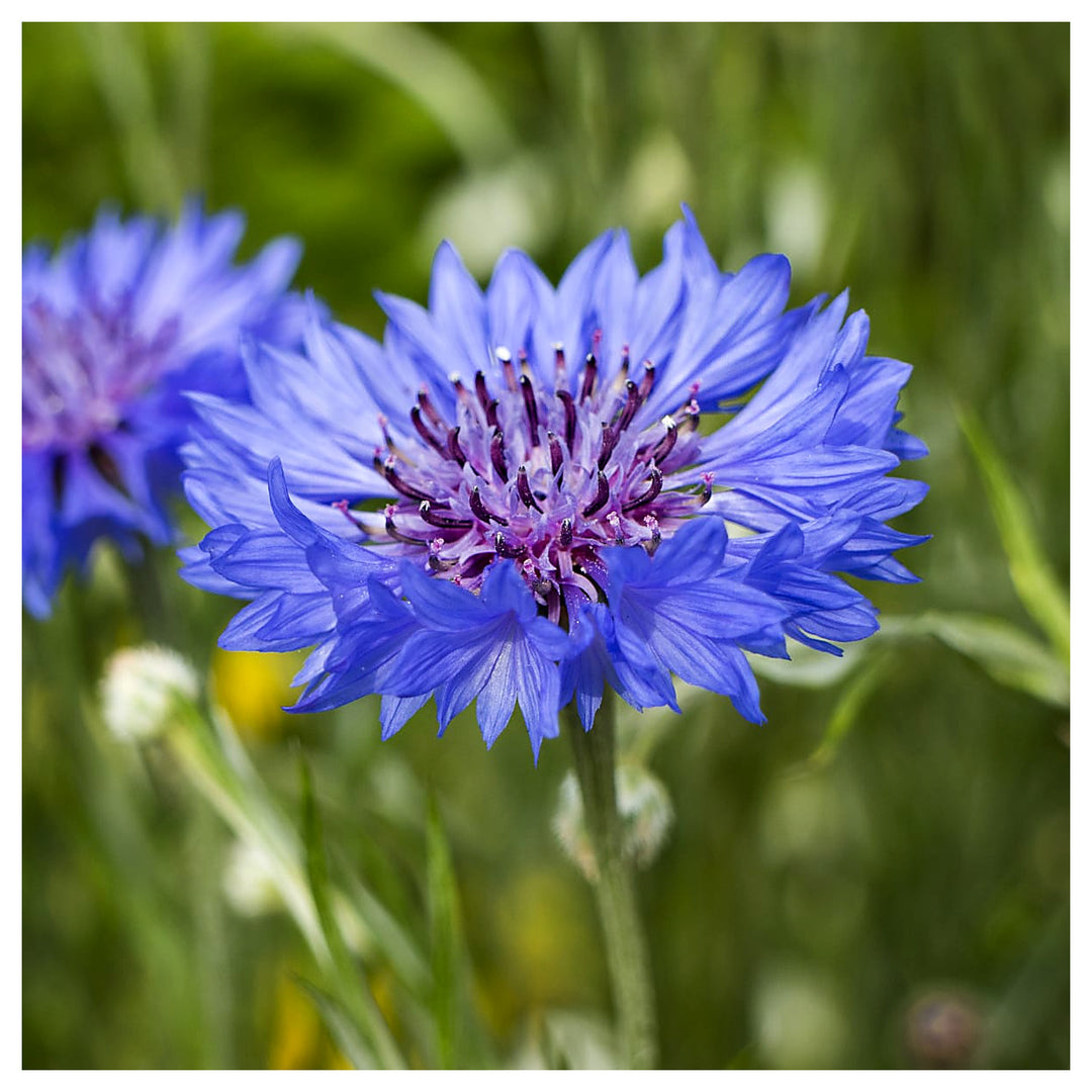 Organic Heirloom Purple Centaurea Cyanus Flower Seeds for Planting – Non-GMO Cornflower Blooms, High Germination | Neera Seeds product photo [neera-v4-f5e2a403ca3f8d5087f3]