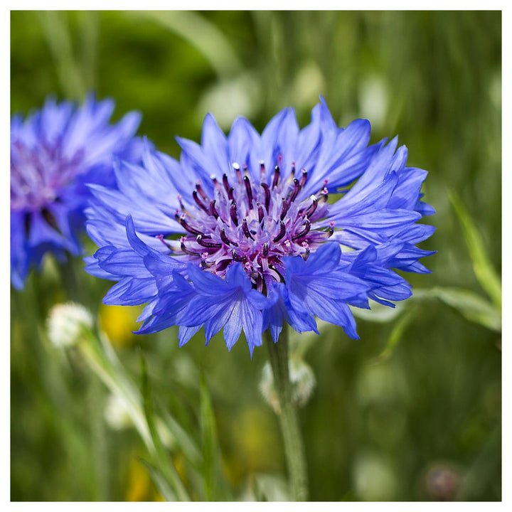 Organic Heirloom Purple Centaurea Cyanus Flower Seeds for Planting – Non-GMO Cornflower Blooms, High Germination | Neera Seeds product photo [neera-v4-f5e2a403ca3f8d5087f3]