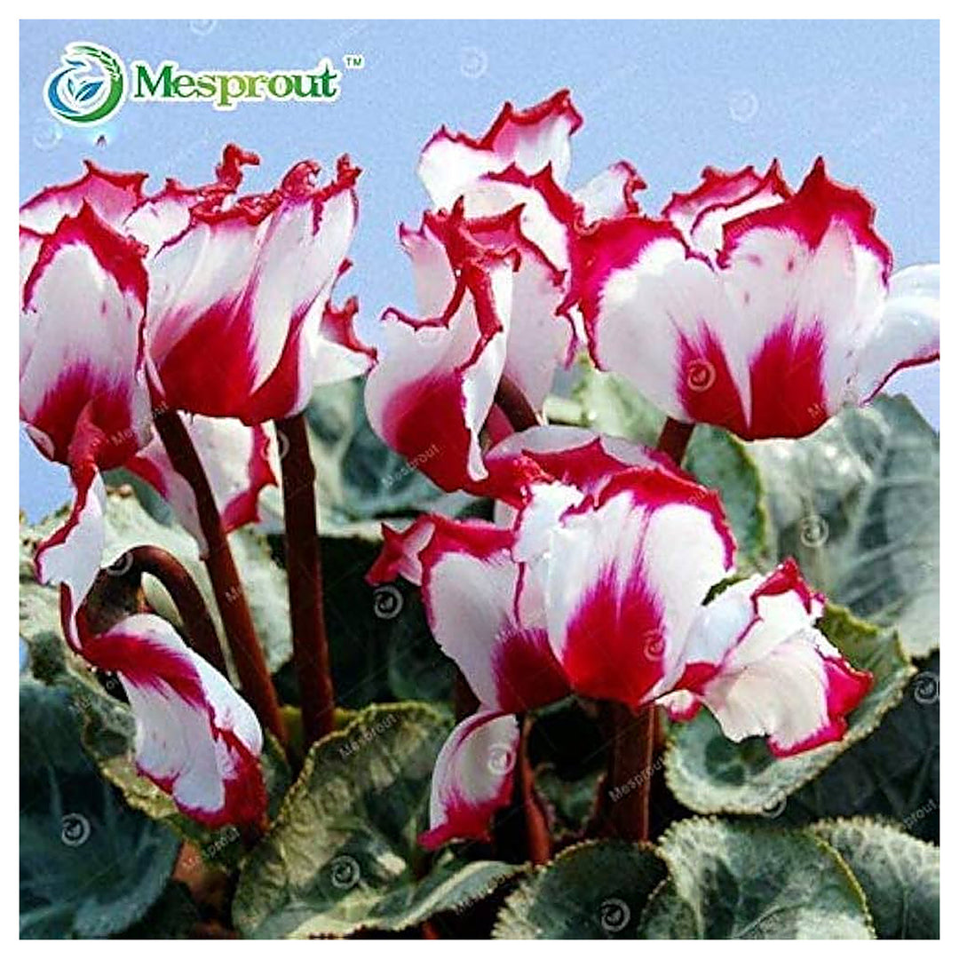 Red and White Cyclamen Flower Seeds – Heirloom, Non-GMO Seeds for Decorative Garden Blooms | Neera Seeds product photo [neera-v4-f5e9213af9ba01c1d09a]