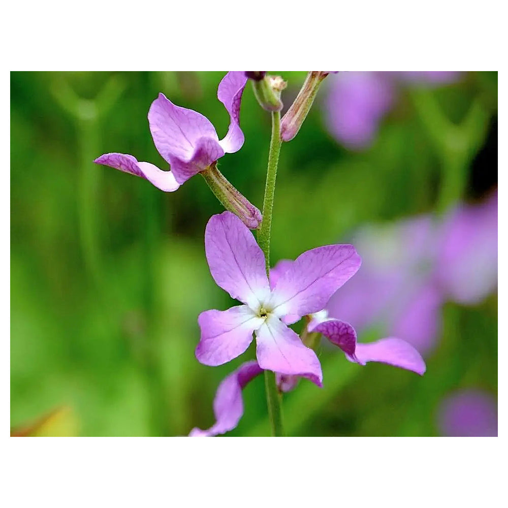 Heirloom Non-GMO Mathiola Longipetala Flower Seeds – Fragrant Night Blooms for Garden Planting | Neera Seeds product photo [neera-v4-f5eb3a799a032614ff66]