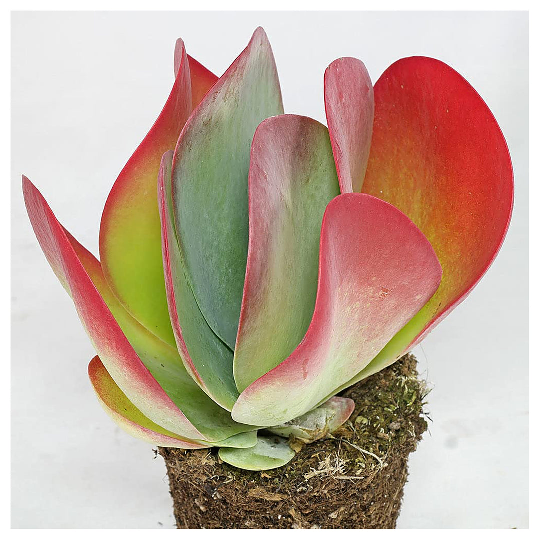 Heirloom Non-GMO Pink Hippeastrum Flower Seeds for Garden Planting ‚ Stunning Amaryllis Blooms, | Neera Seeds product photo [neera-v4-f5ef8394af80b5b23d50]