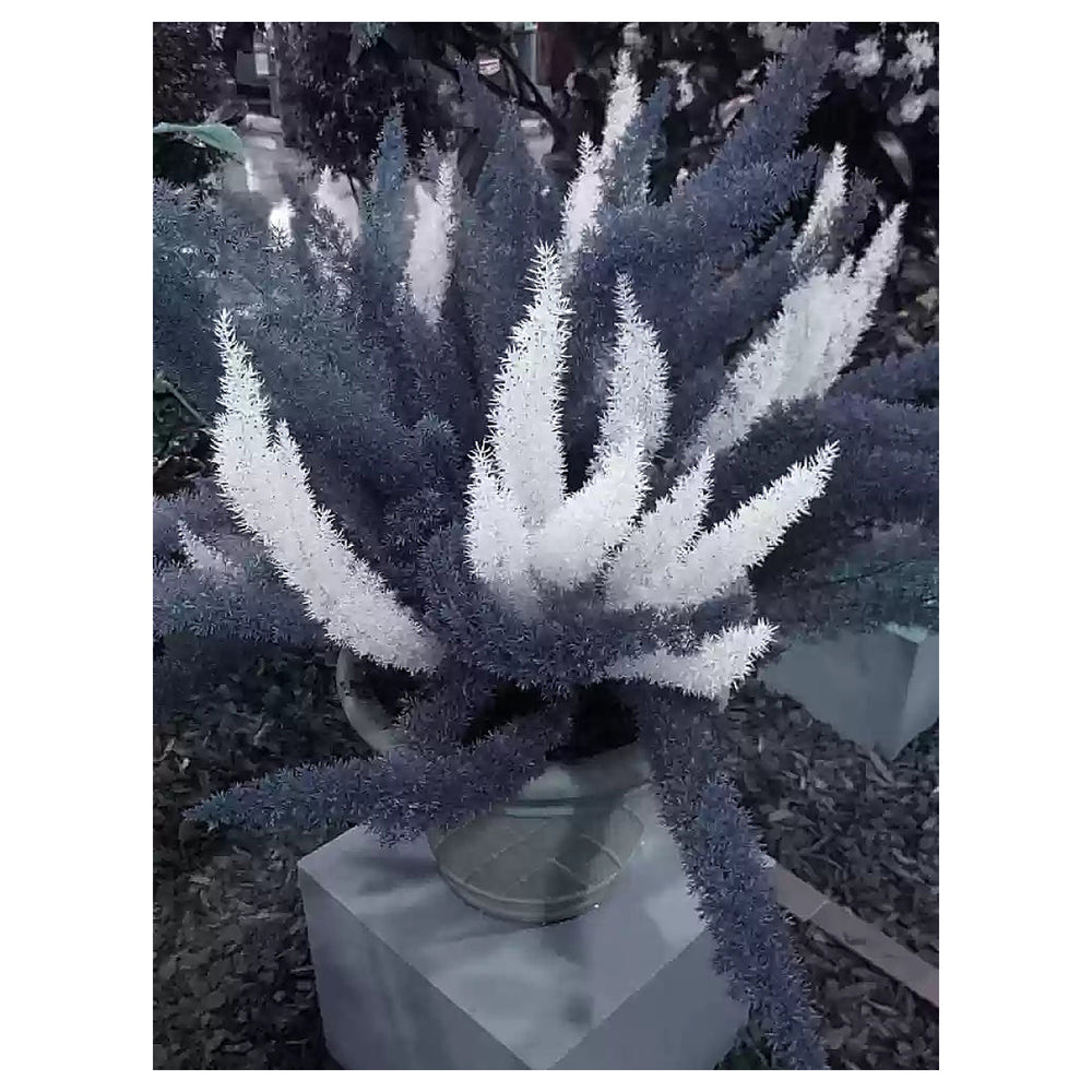 Futaba Perennial Foxtail Fern Seeds – White & Greyish Heirloom, Non-GMO, High Germination Organic Garden Seeds for  | Neera Seeds product photo [neera-v4-f60b51fa103f0cf87709]