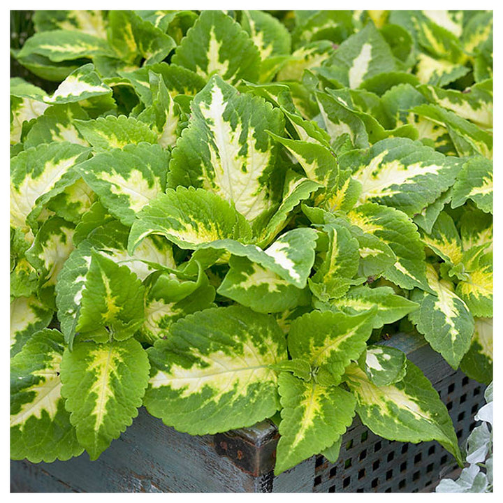 Heirloom Green Yellow Coleus Flower Seeds for Planting – Non-GMO, Decorative Ornamental Foliage Variety | Neera Seeds product photo [neera-v4-f60bc133f30e2327fdce]