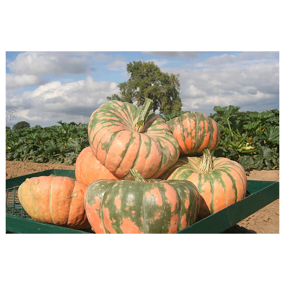 Speckled Hound Pumpkin Vegetable Seeds for Planting – Heirloom, Non-GMO, High Germination, Organic Garden Seeds | Neera Seeds product photo [neera-v4-f6186c8d6fe312a70340]