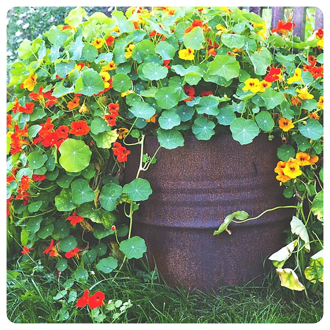 Nasturtium Mixed Climbing Terrace Gardening Flower Seeds Home Garden Planting, Blooming | Neera Seeds product photo [neera-v4-f61ab4a429df3ba921a2]