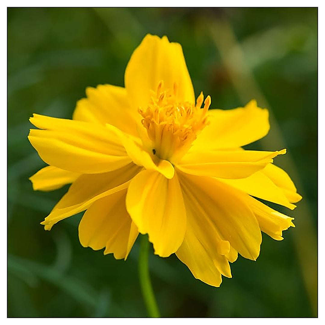Yellow Cosmos Sunshine Planting Flower Bed Urban Garden Flower Seeds Home Garden Planting, | Neera Seeds product photo [neera-v4-f6229b546ac07db08e80]