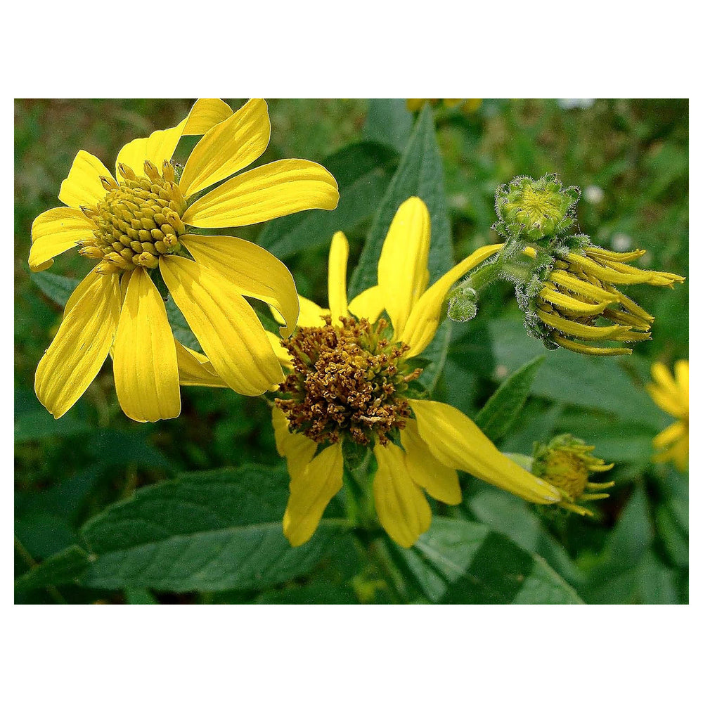 Verbesina Occidentalis Flower Seeds – Heirloom Non-GMO Seeds for Wildflower and Pollinator Gardens | Neera Seeds product photo [neera-v4-f634dc867bdccc6edffd]