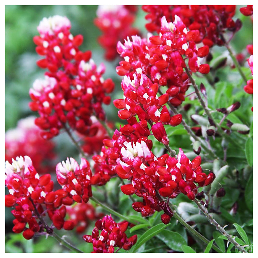 Maroon Lupine Flower Seeds for Planting – Heirloom, Non-GMO, High Germination Organic Garden Seeds for Tall, Colorf | Neera Seeds product photo [neera-v4-f642141f9153887cb5f7]