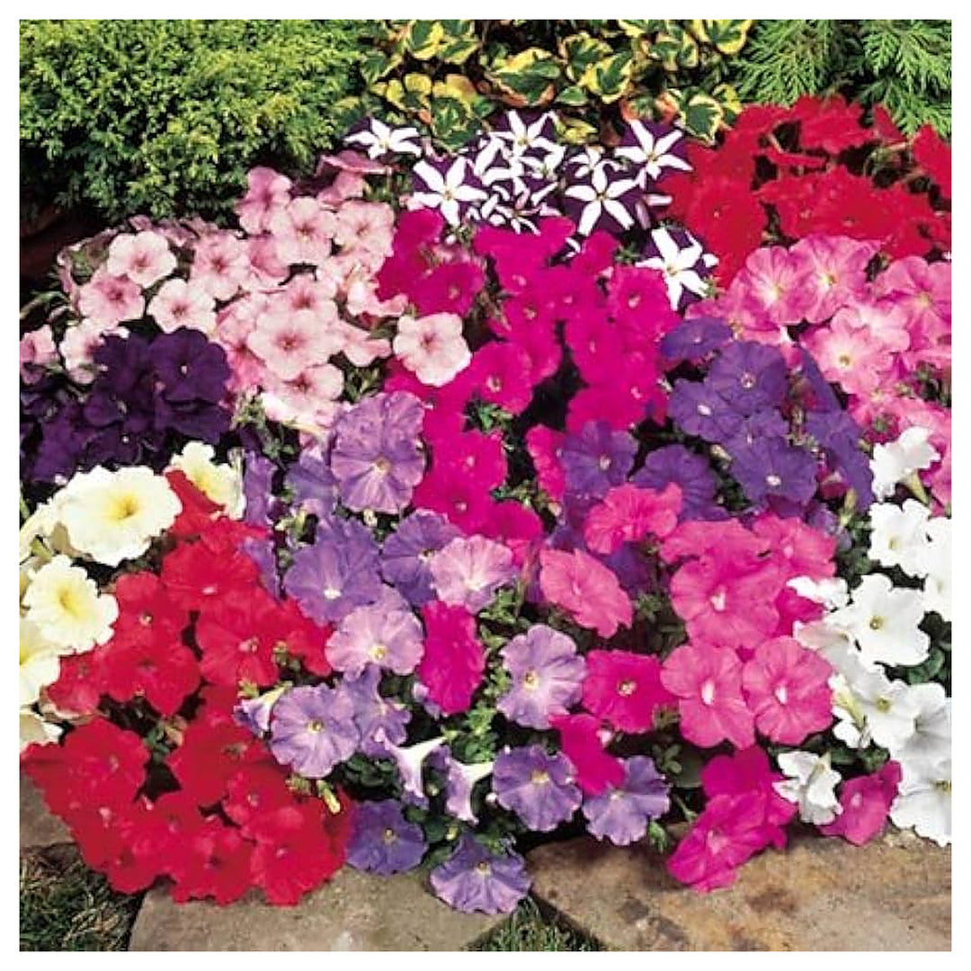 Petunia Perennial Bonsai Flower Garden Decoration Flower Seeds Home Garden Planting, | Neera Seeds product photo [neera-v4-f64576906415d9f884c6]