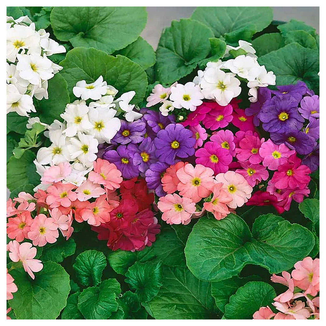 Heirloom Non-GMO Violet Primula Obconica Flower Seeds for Garden Planting – Primrose Seeds | Neera Seeds product photo [neera-v4-f64e68e5f824b1875bc8]
