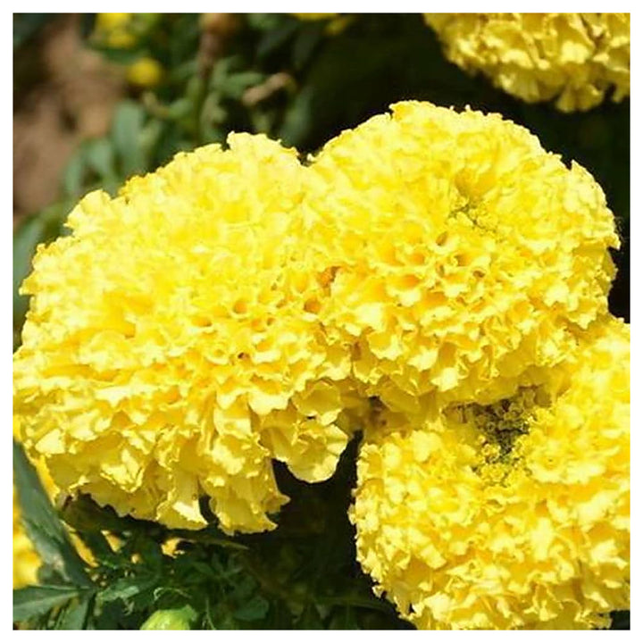 Mexican Marigold Flower Seeds – Heirloom, Non-GMO, Vibrant Blooms for Garden Planting | Neera Seeds product photo [neera-v4-f650854e0d44cf48536a]