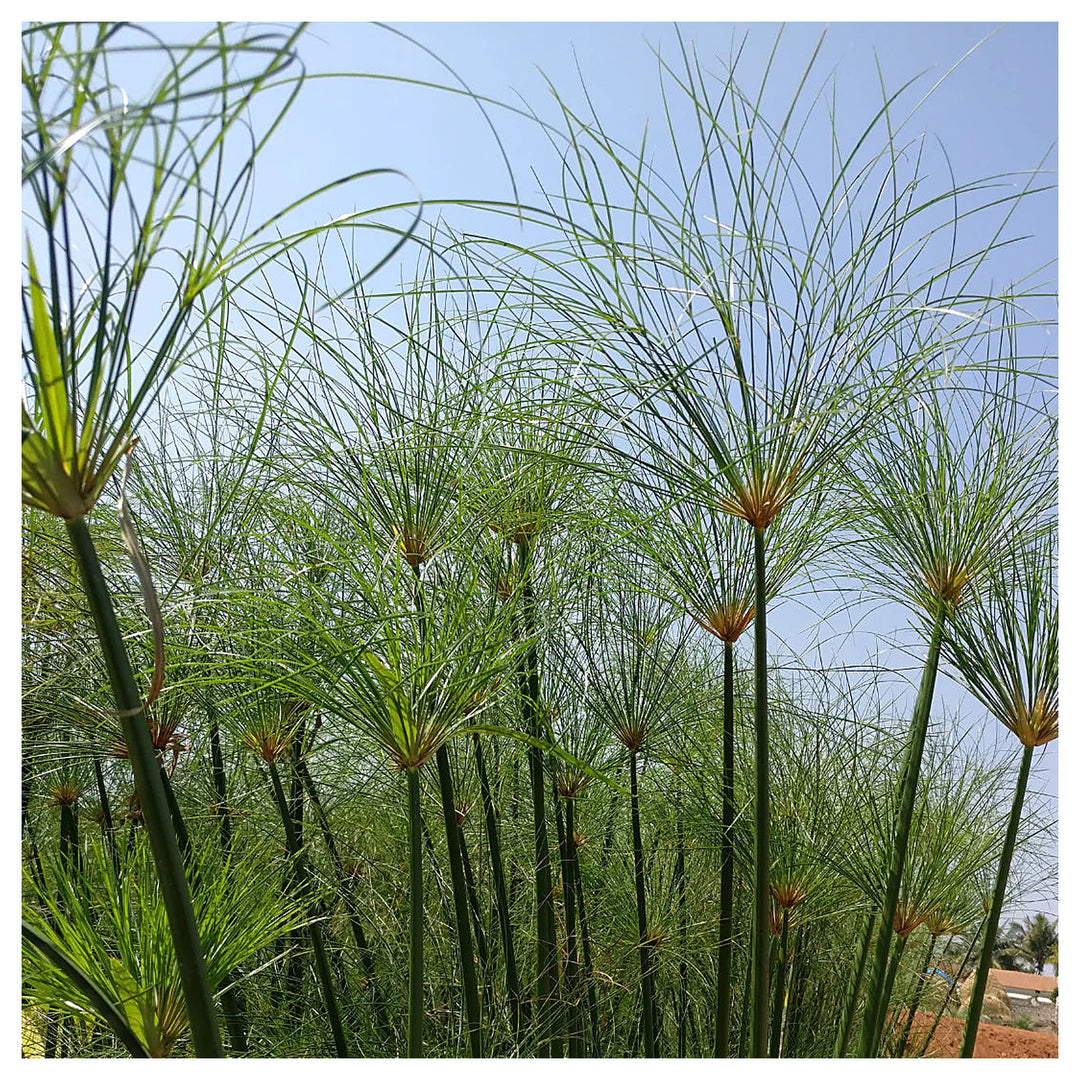 Heirloom Non-GMO Green Cyperus Papyrus Flower Seeds for Ornamental Water Garden Planting | Neera Seeds product photo [neera-v4-f6588e88162162437e12]