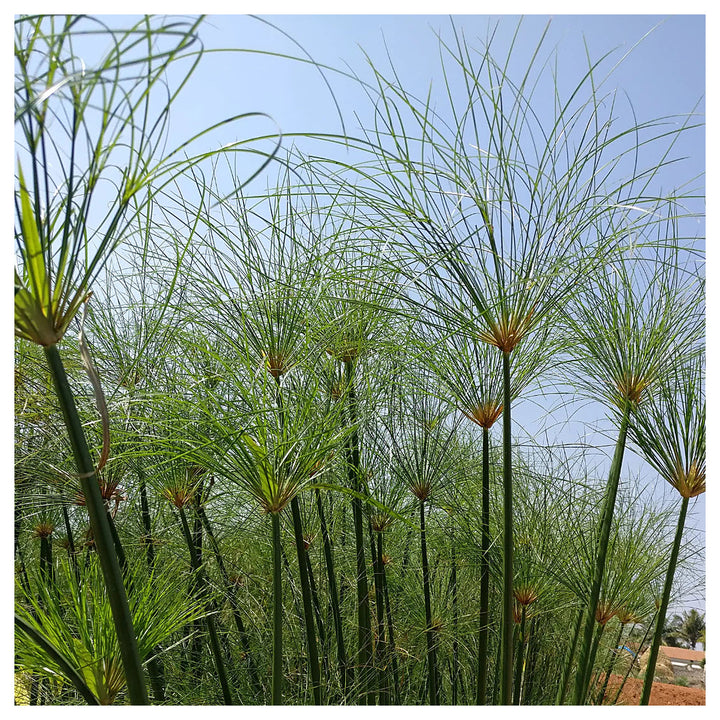 Heirloom Non-GMO Green Cyperus Papyrus Flower Seeds for Ornamental Water Garden Planting | Neera Seeds product photo [neera-v4-f6588e88162162437e12]