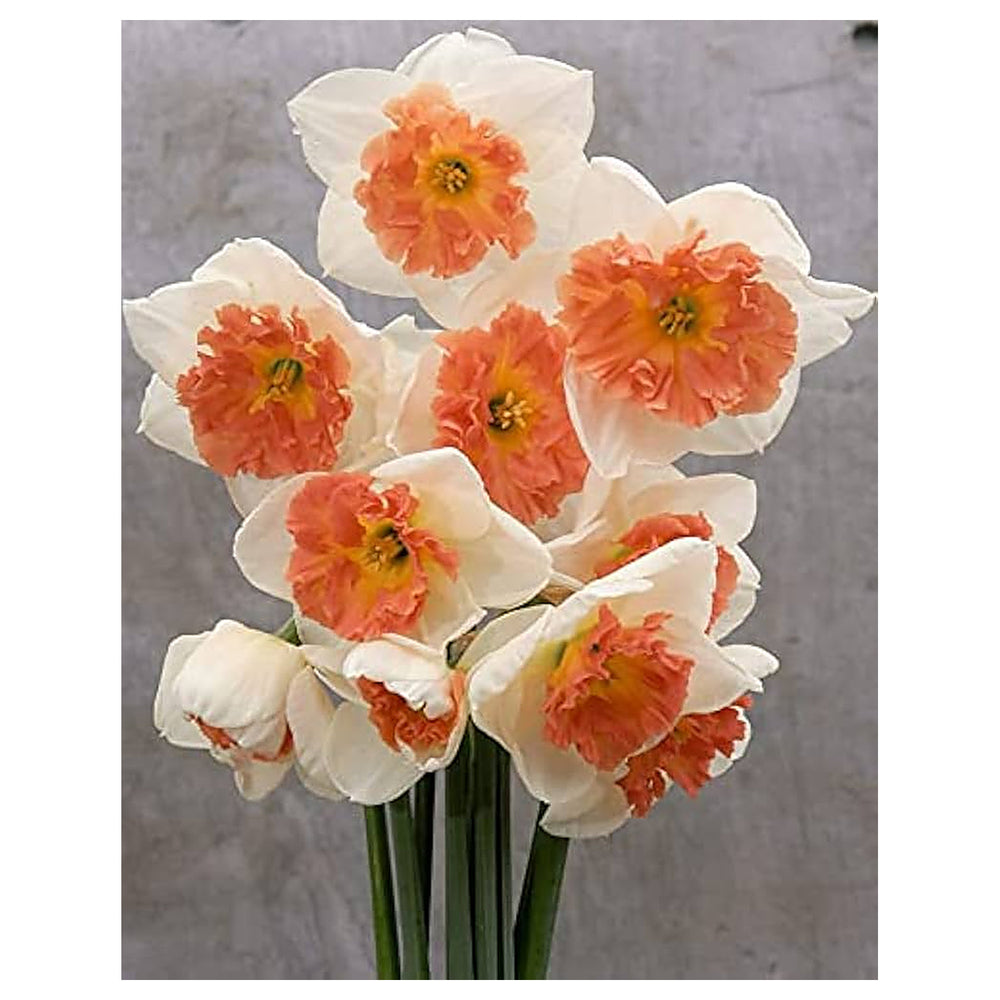 Orange White Narcissus Flower Seeds for Planting – Heirloom, Non-GMO, High Germination Organic Garden Seeds | Neera Seeds product photo [neera-v4-f65a5d9b9f2f19bd5968]