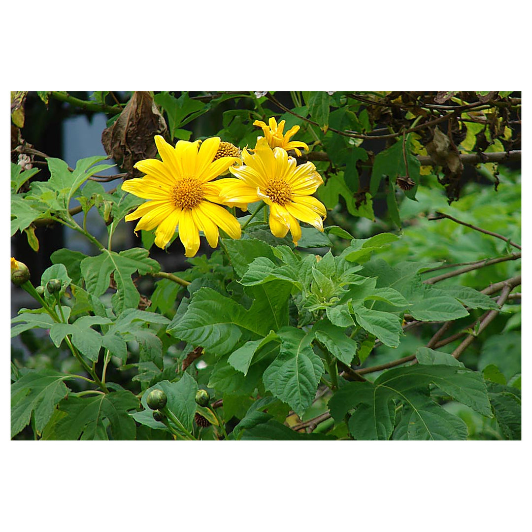 Tithonia Diversifolia Sunflower STithonia Diversifolia Sunflower Seeds – Heirloom, Non-GMO, High Germination Organi | Neera Seeds product photo [neera-v4-f65db62f1d133374cd3b]