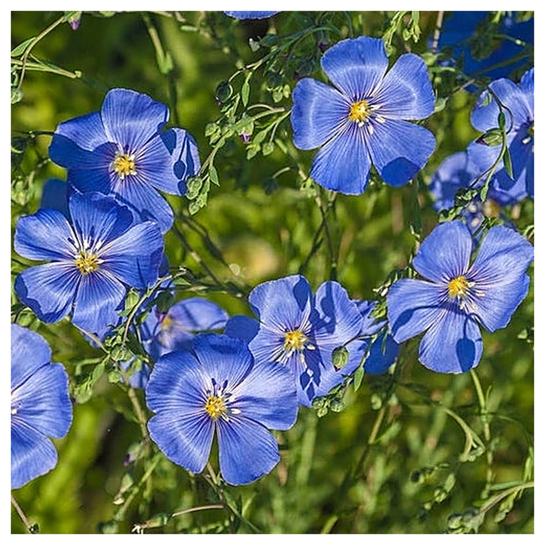 Flax Linum Usitatissimum Blau Flower For Planting Beautiful Blooms For Cottage Gardens Natural | Neera Seeds product photo [neera-v4-f65e77136301a5e86d4e]