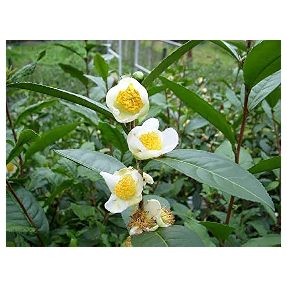 Camellia Sinensis Plant Seeds – Heirloom Non-GMO High Germination Green Tea Herb Seeds for Home Growing | Neera Seeds product photo [neera-v4-f66116bd81026fa2e7a9]