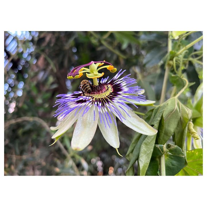 Blue Passion Flower Seeds for Planting – Non-GMO, Easy Grow Vibrant Climbing Vine for Garden &amp; Patio | Neera Seeds product photo [neera-v4-f667d439b78f2a955d11]