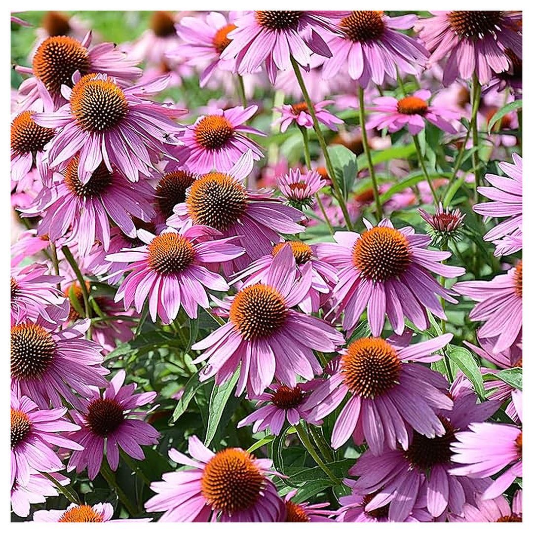 Purple Coneflower Seeds – Heirloom Non-GMO High Germination Seeds for Planting Pollinator-Friendly Garden Flowers | Neera Seeds product photo [neera-v4-f66d773586709213b511]