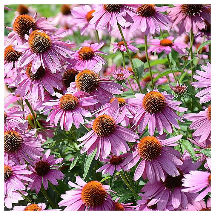 Purple Coneflower Seeds – Heirloom Non-GMO High Germination Seeds for Planting Pollinator-Friendly Garden Flowers | Neera Seeds product photo [neera-v4-f66d773586709213b511]