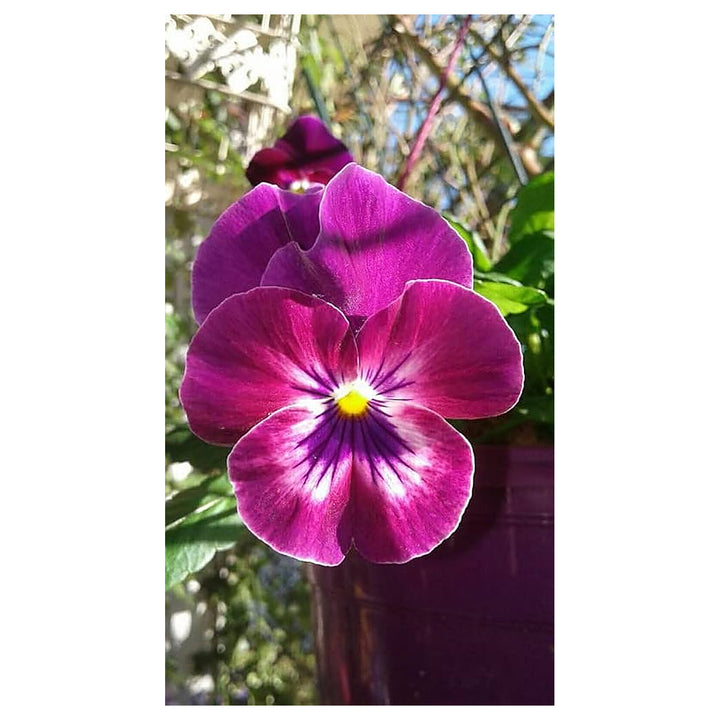 Pink White Pansy Seeds for Planting – Heirloom, Non-GMO, High Germination Organic Garden Seeds | Neera Seeds product photo [neera-v4-f67835feeb23ca36e75d]