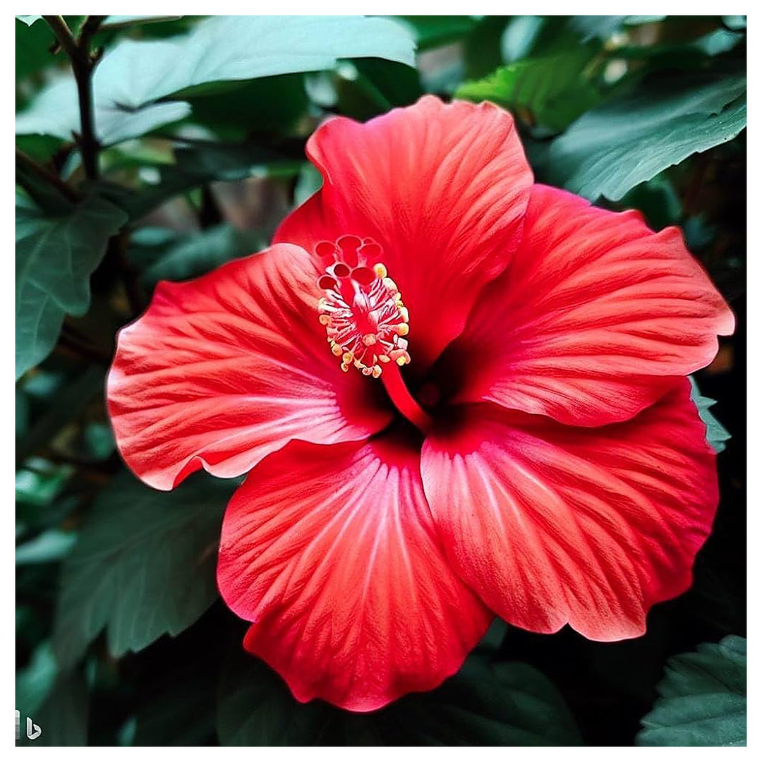 Hibiscus Hibiscus Moscheutos Giant Flower For Planting Bold Blooms For Backyard Lscaping | Neera Seeds product photo [neera-v4-f6868dce86dec3577152]