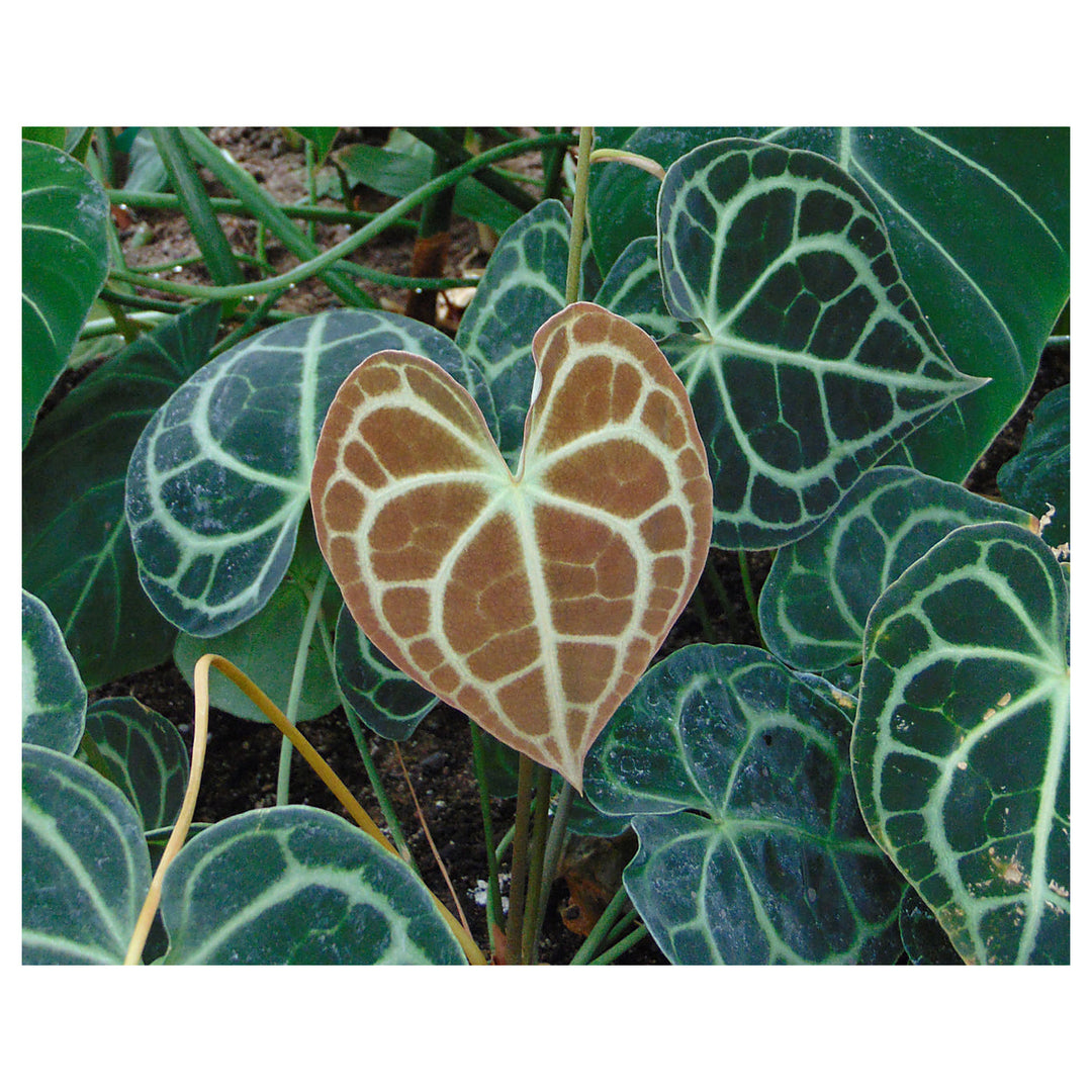 Anthurium clarinervium Plant seeds - Heirloom and Non-GMO garden seeds for Planting | Neera Seeds product photo [neera-v4-f6893a9f5a4d6dccdd4b]