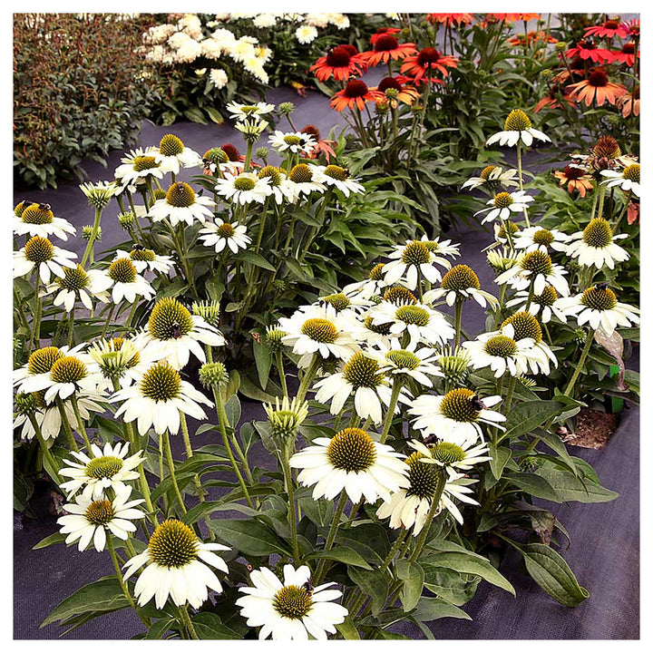 White Echinacea Flower Seeds for Planting – Heirloom, Non-GMO, Pollinator-Friendly Organic Garden Seeds | Neera Seeds product photo [neera-v4-f693b998c9227a6ac6f9]