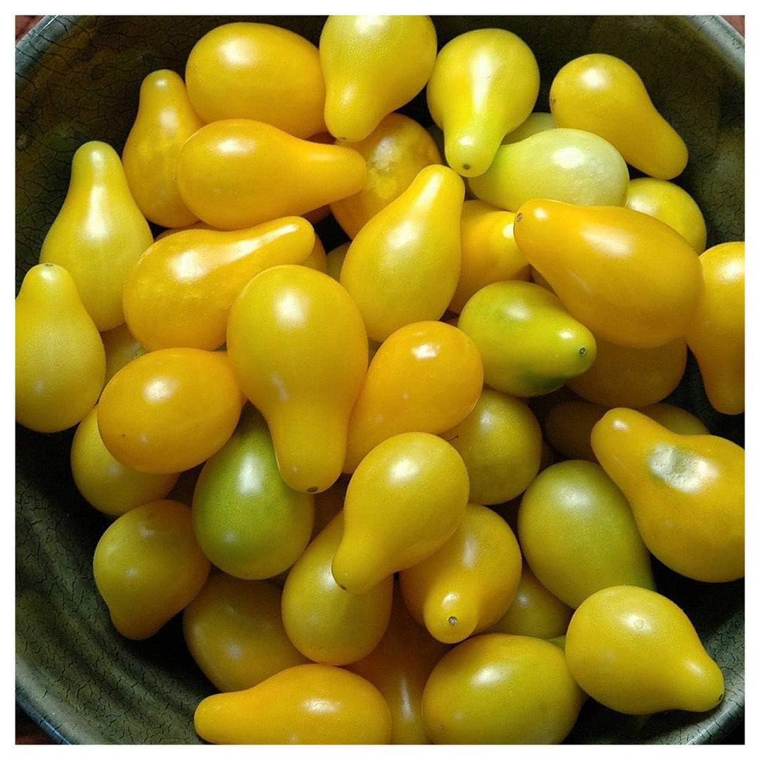 Tomato Seeds for Planting – Light Yellow Variety, Heirloom, Non-GMO, Organic Garden Seeds, High Germination | Neera Seeds product photo [neera-v4-f694edf1f56f21baf8d9]