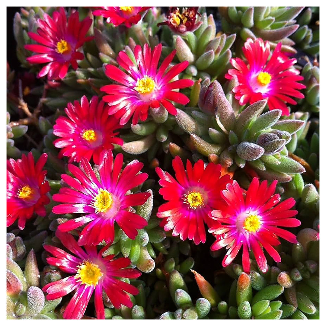 Heirloom Non-GMO Delosperma Carmine Red Flower Seeds for Planting – Hardy Succulent Garden Blooms | High Germinatio | Neera Seeds product photo [neera-v4-f69a36b01485e98aa511]