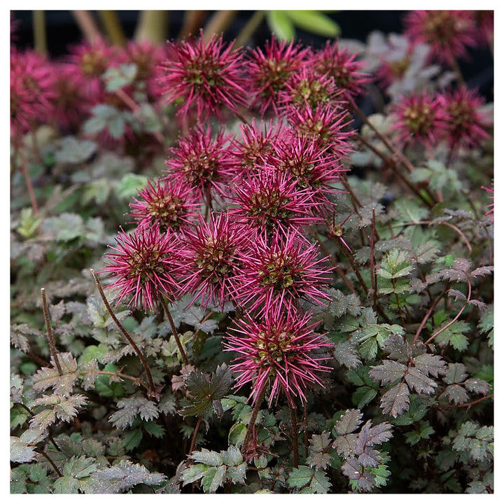 Heirloom Non-GMO Acaena Microphylla Flower Seeds for Planting –  Ground Cover with Unique Blooms | Neera Seeds product photo [neera-v4-f69eacb9f2d54a54186a]