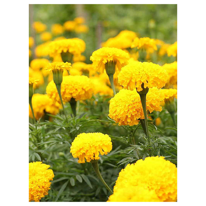 Yellow Marigold Heirloom Non-GMO Seeds for Planting – High Germination Organic Garden Seeds for Beds, Borders &amp; Con | Neera Seeds product photo [neera-v4-f69f22bde1969924b382]
