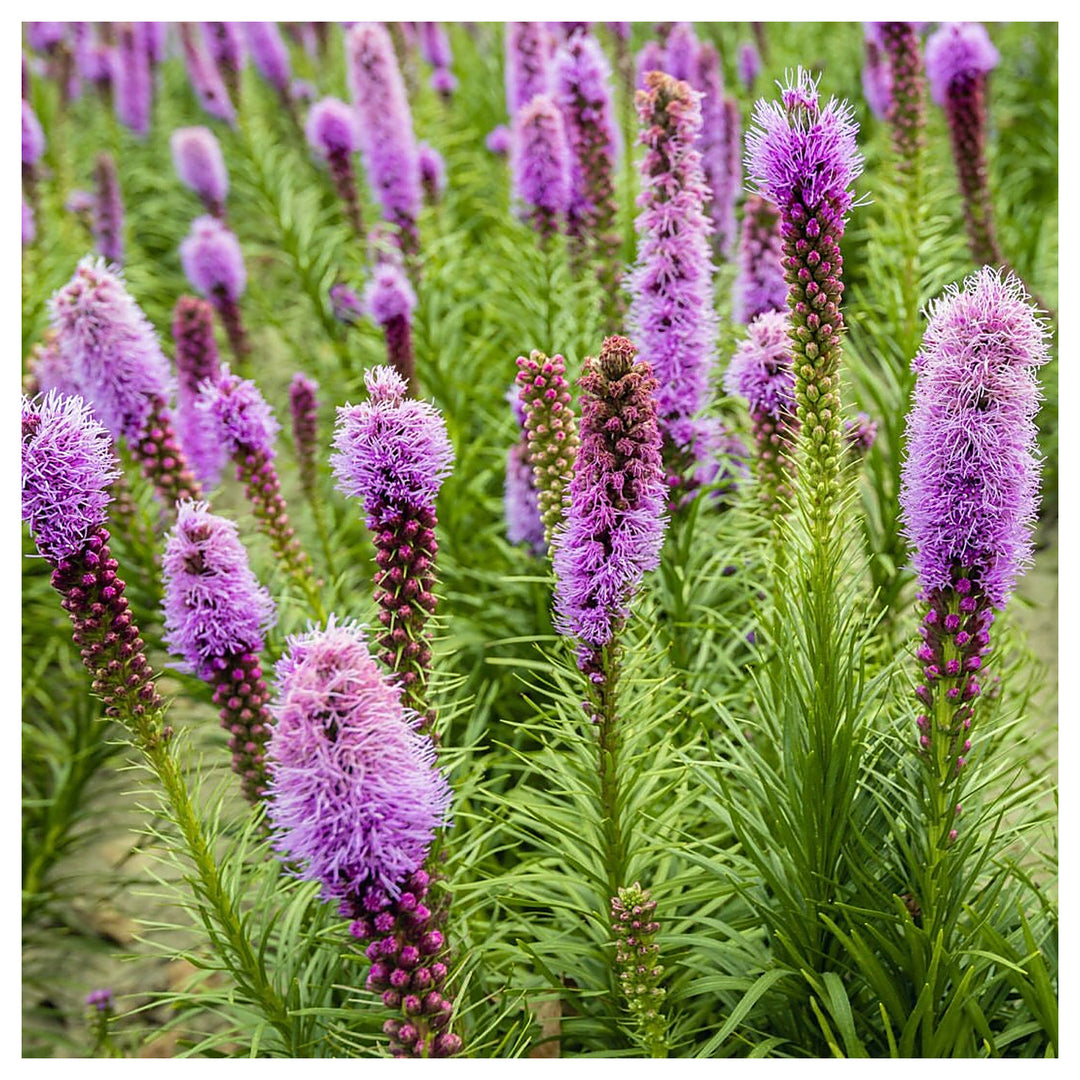 Heirloom Non-GMO Dense Blazing Star Flower Seeds for Planting – Tall Pollinator-Friendly Garden Blooms | Neera Seeds product photo [neera-v4-f6c45a65037315297f57]