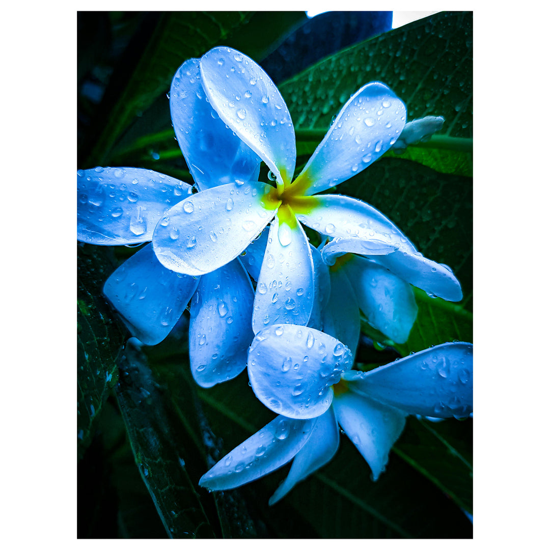 Sky Blue Frangipani Flower Seeds – Heirloom Non-GMO Plumeria Seeds for Unique Tropical Gardens | Neera Seeds product photo [neera-v4-f6ccd7b36bab48c43442]