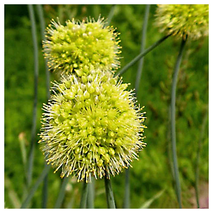 Allium Obliquum Flower Seeds – Heirloom Non-GMO Seeds for Planting Ornamental Yellow Globe Alliums in Home Gardens | Neera Seeds product photo [neera-v4-f6d445147b1e0e867d91]