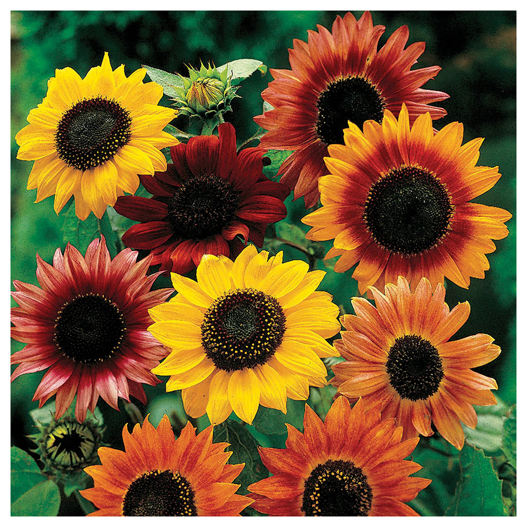 Heirloom Mixed Sunflower Seeds for Planting | Non-GMO High Germination Organic Garden Seeds | Neera Seeds product photo [neera-v4-f6d7754ffec14ebd193a]
