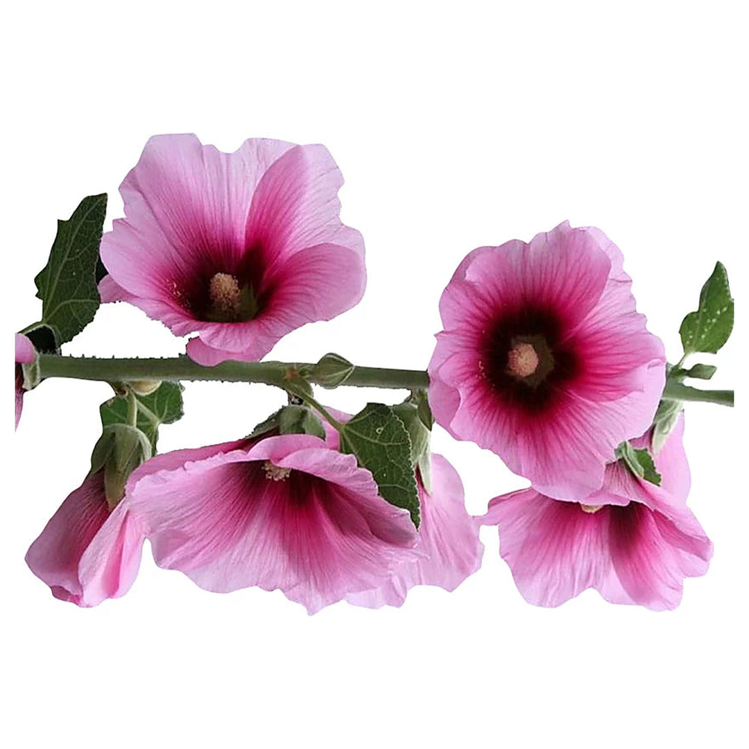 Futaba Alcea Rosea Pink & Yellow Flower Seeds – Heirloom Non-GMO Seeds for Planting – High Germination Garden Seeds | Neera Seeds product photo [neera-v4-f6db48098baeef7b594e]