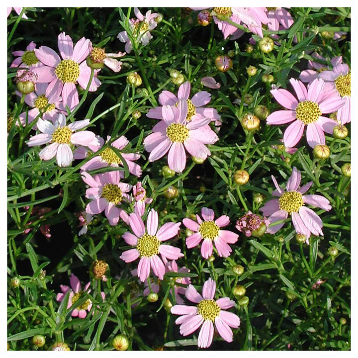 Coreopsis Rosea Flower Seeds for Planting, Heirloom, Non-GMO | Neera Seeds product photo [neera-v4-f6e1cef80861b11c1617]